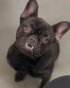 Mavis