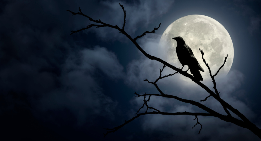 Spooky Birds